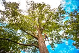 Seasonal Cleanup (Spring/Fall) in Jasmine Estates, FL
