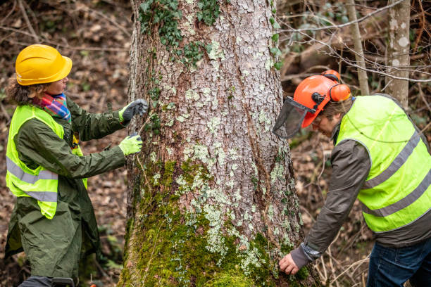 Reliable Jasmine Estates, FL Tree Care Solutions