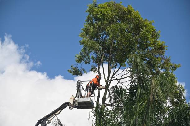How Our Tree Care Process Works  in  Jasmine Estates, FL